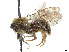  (Andrena texana - CCDB-37881-E09)  @11 [ ] CreativeCommons - Attribution Share - Alike (2024) CBG Photography Group Centre for Biodiversity Genomics