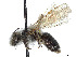  (Andrena trizonata - CCDB-37881-E12)  @11 [ ] CreativeCommons - Attribution Share - Alike (2024) CBG Photography Group Centre for Biodiversity Genomics