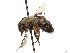  (Andrena vicinoides - CCDB-37881-F02)  @11 [ ] CreativeCommons - Attribution Share - Alike (2024) CBG Photography Group Centre for Biodiversity Genomics