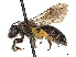  (Andrena virginiana - CCDB-37881-F03)  @11 [ ] CreativeCommons - Attribution Share - Alike (2024) CBG Photography Group Centre for Biodiversity Genomics