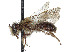  (Andrena washingtoni - CCDB-37881-F04)  @11 [ ] CreativeCommons - Attribution Share - Alike (2024) CBG Photography Group Centre for Biodiversity Genomics