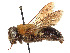 (Mesoxaea texana - CCDB-37881-F07)  @11 [ ] CreativeCommons - Attribution Share - Alike (2024) CBG Photography Group Centre for Biodiversity Genomics