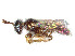  ( - CCDB-37881-H04)  @11 [ ] CreativeCommons - Attribution Share - Alike (2024) CBG Photography Group Centre for Biodiversity Genomics