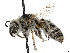  ( - CCDB-37882-A04)  @11 [ ] CreativeCommons - Attribution Share - Alike (2024) CBG Photography Group Centre for Biodiversity Genomics