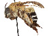  ( - CCDB-37882-A09)  @11 [ ] CreativeCommons - Attribution Share - Alike (2024) CBG Photography Group Centre for Biodiversity Genomics
