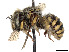  ( - CCDB-37882-B06)  @11 [ ] CreativeCommons - Attribution Share - Alike (2024) CBG Photography Group Centre for Biodiversity Genomics