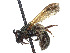  (Neocorynura fumipennis - CCDB-37882-E04)  @11 [ ] CreativeCommons - Attribution Share - Alike (2024) CBG Photography Group Centre for Biodiversity Genomics
