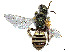  ( - CCDB-37883-A07)  @11 [ ] CreativeCommons - Attribution Share - Alike (2024) CBG Photography Group Centre for Biodiversity Genomics
