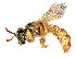  ( - CCDB-37883-D08)  @11 [ ] CreativeCommons - Attribution Share - Alike (2024) CBG Photography Group Centre for Biodiversity Genomics