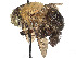  (Centris transversa - CCDB-37883-G04)  @11 [ ] CreativeCommons - Attribution Share - Alike (2024) CBG Photography Group Centre for Biodiversity Genomics