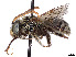  ( - CCDB-37883-H02)  @11 [ ] CreativeCommons - Attribution Share - Alike (2024) CBG Photography Group Centre for Biodiversity Genomics