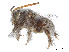  (Anthophorula albicans - CCDB-37884-A01)  @11 [ ] CreativeCommons - Attribution Share - Alike (2023) CBG Photography Group Centre for Biodiversity Genomics
