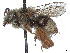  ( - CCDB-37884-A06)  @11 [ ] CreativeCommons - Attribution Share - Alike (2023) CBG Photography Group Centre for Biodiversity Genomics
