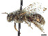  ( - CCDB-37884-A07)  @11 [ ] CreativeCommons - Attribution Share - Alike (2023) CBG Photography Group Centre for Biodiversity Genomics