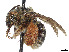  (Exomalopsis birkmanni - CCDB-37884-A09)  @11 [ ] CreativeCommons - Attribution Share - Alike (2023) CBG Photography Group Centre for Biodiversity Genomics