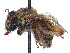  (Exomalopsis mellipes - CCDB-37884-A10)  @11 [ ] CreativeCommons - Attribution Share - Alike (2023) CBG Photography Group Centre for Biodiversity Genomics