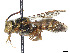  ( - CCDB-37884-A12)  @11 [ ] CreativeCommons - Attribution Share - Alike (2023) CBG Photography Group Centre for Biodiversity Genomics