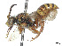  (Nomada augustiana - CCDB-37884-B01)  @11 [ ] CreativeCommons - Attribution Share - Alike (2023) CBG Photography Group Centre for Biodiversity Genomics