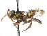  (Nomada formula - CCDB-37884-B03)  @11 [ ] CreativeCommons - Attribution Share - Alike (2023) CBG Photography Group Centre for Biodiversity Genomics
