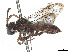  (Nomada melanosoma - CCDB-37884-B05)  @11 [ ] CreativeCommons - Attribution Share - Alike (2023) CBG Photography Group Centre for Biodiversity Genomics