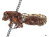  (Nomada pascoensis - CCDB-37884-B06)  @11 [ ] CreativeCommons - Attribution Share - Alike (2023) CBG Photography Group Centre for Biodiversity Genomics