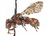  (Nomada seneciophila - CCDB-37884-B08)  @11 [ ] CreativeCommons - Attribution Share - Alike (2023) CBG Photography Group Centre for Biodiversity Genomics