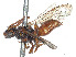  (Nomada vexator - CCDB-37884-B10)  @11 [ ] CreativeCommons - Attribution Share - Alike (2023) CBG Photography Group Centre for Biodiversity Genomics