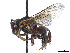  (Austroplebeia cincta - CCDB-37884-D02)  @11 [ ] CreativeCommons - Attribution Share - Alike (2023) CBG Photography Group Centre for Biodiversity Genomics