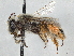  (Andrena fulvipennis - CCDB-37885-A04)  @11 [ ] CreativeCommons - Attribution (2023) CBG Photography Group Centre for Biodiversity Genomics