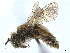  (Andrena krigiana - CCDB-37885-A05)  @11 [ ] CreativeCommons - Attribution (2023) CBG Photography Group Centre for Biodiversity Genomics