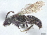 (Andrena nida - CCDB-37885-A08)  @11 [ ] CreativeCommons - Attribution (2023) CBG Photography Group Centre for Biodiversity Genomics