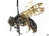  (Andrena sayi - CCDB-37885-A09)  @11 [ ] CreativeCommons - Attribution (2023) CBG Photography Group Centre for Biodiversity Genomics