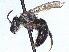  ( - CCDB-37885-A10)  @11 [ ] CreativeCommons - Attribution (2023) CBG Photography Group Centre for Biodiversity Genomics