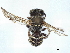  ( - CCDB-37885-B07)  @11 [ ] CreativeCommons - Attribution (2023) CBG Photography Group Centre for Biodiversity Genomics