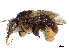  (Centris flavilabris - CCDB-37885-C01)  @11 [ ] CreativeCommons - Attribution (2023) CBG Photography Group Centre for Biodiversity Genomics