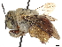  ( - CCDB-37885-C02)  @11 [ ] CreativeCommons - Attribution (2023) CBG Photography Group Centre for Biodiversity Genomics