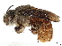 ( - CCDB-37885-C04)  @11 [ ] CreativeCommons - Attribution (2023) CBG Photography Group Centre for Biodiversity Genomics