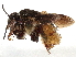  (Centris plumipes - CCDB-37885-C06)  @11 [ ] CreativeCommons - Attribution (2023) CBG Photography Group Centre for Biodiversity Genomics