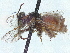  (Anthophorula sidae - CCDB-37885-C11)  @11 [ ] CreativeCommons - Attribution (2023) CBG Photography Group Centre for Biodiversity Genomics