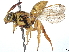  (Nomada utahensis - CCDB-37885-D05)  @11 [ ] CreativeCommons - Attribution (2023) CBG Photography Group Centre for Biodiversity Genomics