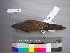  (Copsychus - USNM 643556)  @13 [ ] Unspecified (default): All Rights Reserved  Unspecified Unspecified