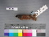 (Lonchura atricapilla - USNM 643387)  @13 [ ] Unspecified (default): All Rights Reserved  Unspecified Unspecified