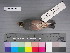  (Lonchura oryzivora - USNM 643484)  @13 [ ] Unspecified (default): All Rights Reserved  Unspecified Unspecified