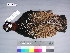  (Francolinus francolinus - USNM 643515)  @14 [ ] Unspecified (default): All Rights Reserved  Unspecified Unspecified