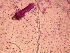  ( - ARC-PPRI SB76_5)  @11 [ ] CreativeCommons - Attribution Non-Commercial Share-Alike (2011) Mamadi Theresa Sethusa ARC-PPRI