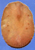 (Sphaerococcus - ARC-PPRI SB247_5)  @13 [ ] CreativeCommons - Attribution Non-Commercial Share-Alike (2011) Mamadi Theresa Sethusa ARC-PPRI