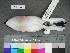  ( - USNM 641336)  @13 [ ] Copyright  Smithsonian Institution 2010 Unspecified
