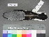  (Lanius minor - USNM 641336)  @14 [ ] Copyright  Smithsonian Institution 2010 Unspecified