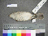  (Lanius collurio - USNM 641321)  @15 [ ] Copyright  Smithsonian Institution 2010 Unspecified