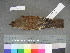  ( - USNM 641321)  @11 [ ] Copyright  Smithsonian Institution 2010 Unspecified